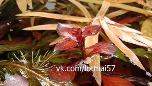 Людвигия Супер Рэд (Ludwigia palystris «super red»)