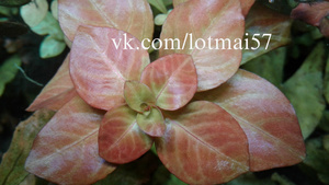 Людвигия Роза (Ludwigia sp. Rose)