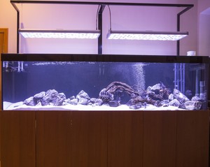 Новый аквариум 1200 для Цифотиляпии фронтозы "Blue Mpimbwe"