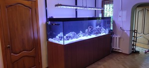 Новый аквариум 1200 для Цифотиляпии фронтозы "Blue Mpimbwe"