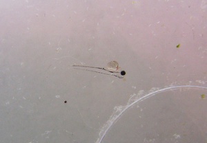 личинка элеотриса