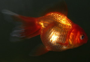 Золотая рыбка _1