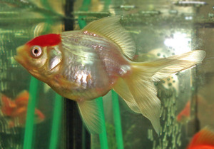 Золотая рыбка - Красная шапка
