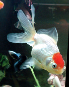 Золотая рыбка - Красная шапка