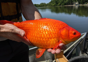 Золотая рыбка гигантская