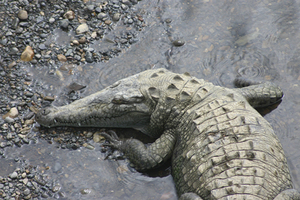 Costa Rica- Croc
