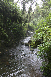 Costa Rica- Jungle river