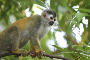 Costa Rica- Monkey