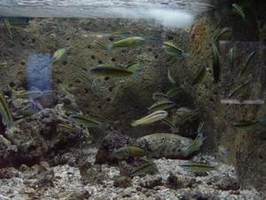 Критский аквариум 2006