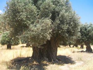 символ Греции..лучшие оливки!