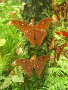 Тенерифе-царство бабочек