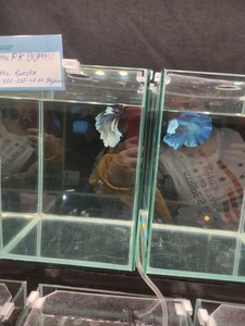В Москве  3,4,5 янаваря  2022г  проводится  выставка аквариумных рыбок !...