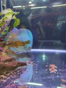 В Москве  3,4,5 янаваря  2022г  проводится  выставка аквариумных рыбок !...