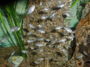Мальки Laetacara araguaiae