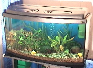 Мой аквариум (общий вид)