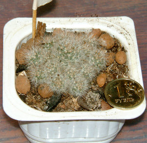 Mammillaria glassii v.ascensionis