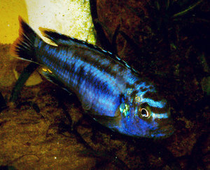 melanochromis maingano