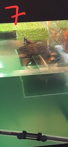 Мутная-прозрачная-мутная, акваэль макси кани250