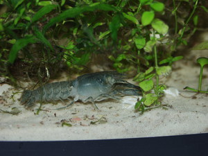 кубинский или голубой рак (Procambarus cubensis) 2