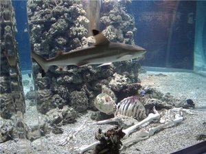 Аквариум с акулами.Океанариум,Геленджик