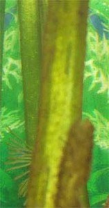 Фрагмент валлиснерии с диатомовыми водорослями