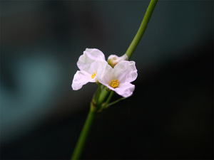 цветы эхинодоруса