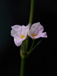 цветок эхинодоруса