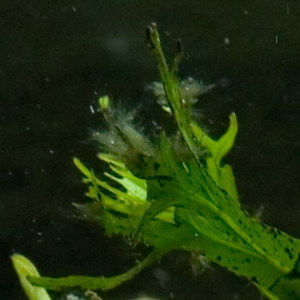 водоросли