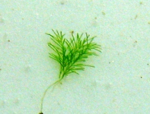 Cladaphora sp. 3