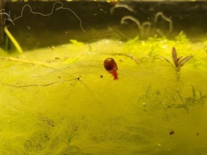 Какие водоросли едят креветки?