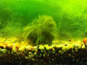 Есть ли у вас водоросли в аквариуме?