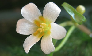 цветочек серебристой кабомбы