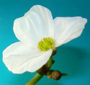 Эхинодорус озирис цветёт