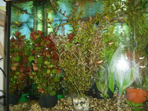аква с растениями 220 литров