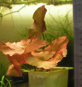 Nymphaea pubescens