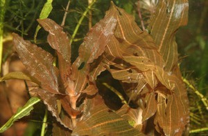 Potamogeton-coloratus