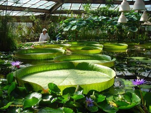 Ботанический сад (Питер)