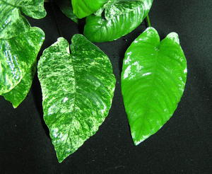 Листья анубиасов