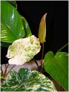 Листья анубиасов