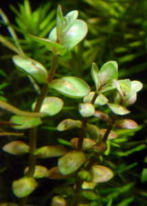 Rotala rotundifolia sp.