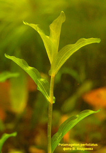 Potamageton perfoliatus