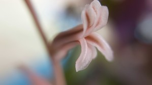 Юлькина терраса: хроники цветочных сезонов и вокруграстительная жизнь