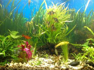 Мой аквариум после масштабной подсадки растений. январь 2009