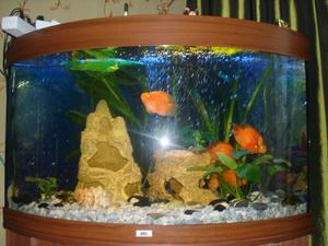 Мой аквариум на 190 литров