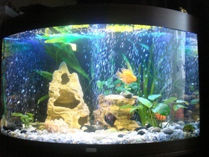 Мои аквариум Тригон 190