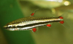 Nannostomus Trifasciatus