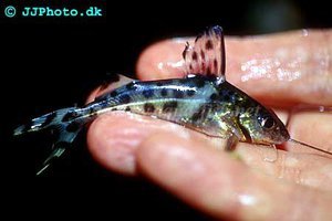 pictus-catfish