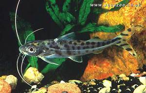 pictus-catfish