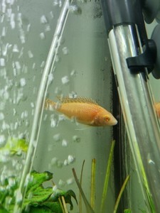 Aulonocara firefish albino определить пол