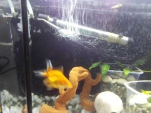 Золотая рыбка глотает воздух на поверхности